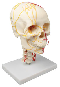 Craniu neurovascular