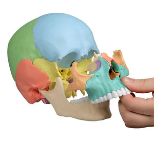 Model de craniu osteopat, 22 părţi, versiune didactică - EZ Augmented Anatomy