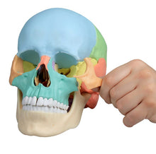 Load image into Gallery viewer, Model de craniu osteopat, 22 părţi, versiune didactică - EZ Augmented Anatomy