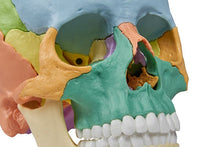 Load image into Gallery viewer, Model de craniu osteopat, 22 părţi, versiune didactică - EZ Augmented Anatomy