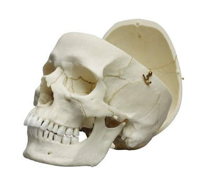 Craniu adult, masculin