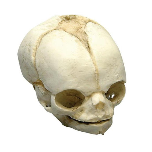 Craniu fetal 21 ½  săptămâni