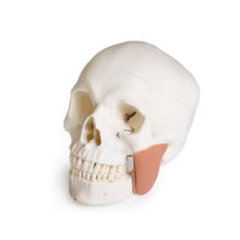 Load image into Gallery viewer, Model de craniu pentru stomatologie cu sindrom TMD, 8 piese