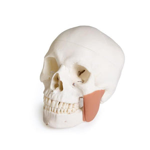 Model de craniu pentru stomatologie cu sindrom TMD, 8 piese