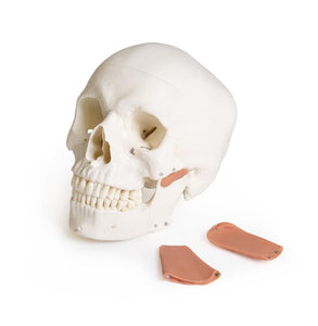 Model de craniu pentru stomatologie cu sindrom TMD, 8 piese