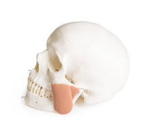 Load image into Gallery viewer, Model de craniu pentru stomatologie cu sindrom TMD, 8 piese