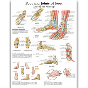 Poster "Anatomia piciorului"