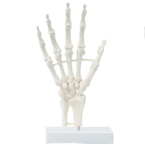 Schelet de mână, model bloc