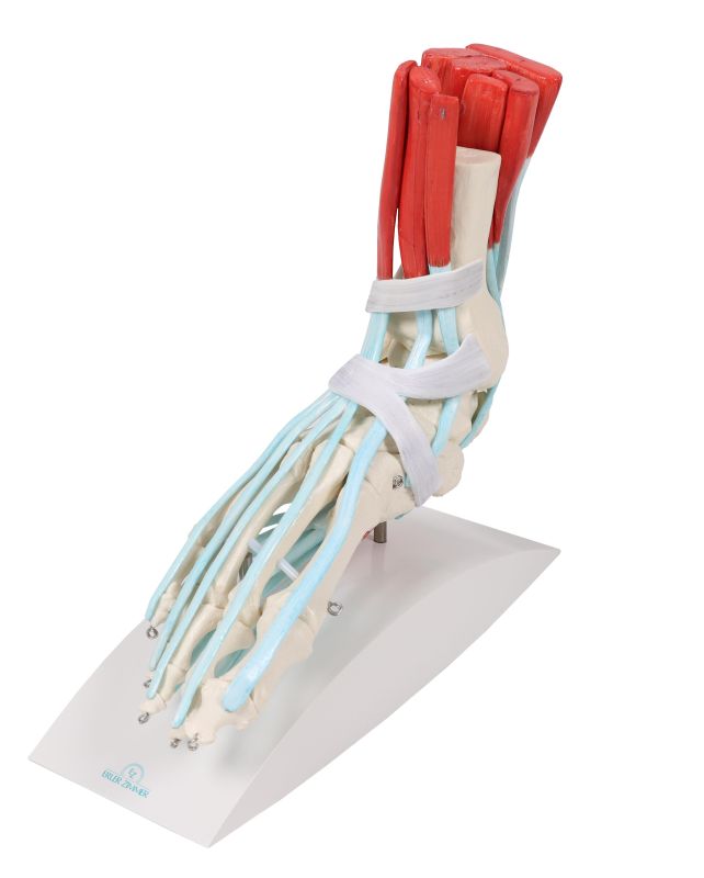 Scheletul piciorului cu ligamente – ANATOMIKA