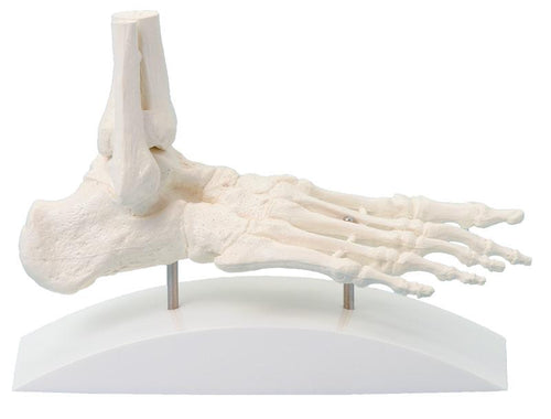 Schelet picior, model bloc