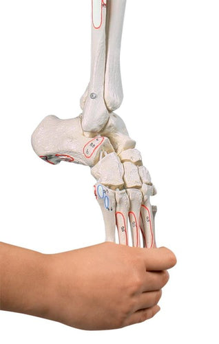 Schelet al piciorului cu jumătate de pelvis, picior flexibil şi semne musculare