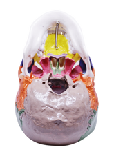 Load image into Gallery viewer, Rent-to-learn pedagogic craniu uman cu oase colorate