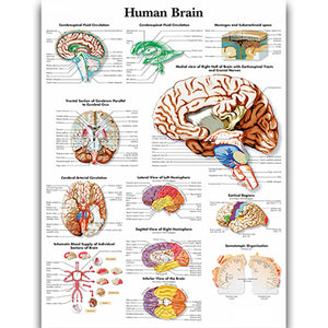Poster "Creierul uman"