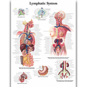 Poster "Sistemul limfatic"