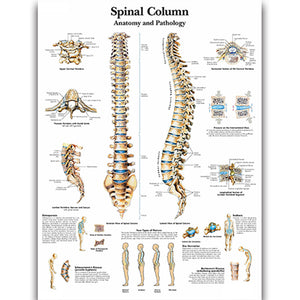Poster "Coloană vertebrală"