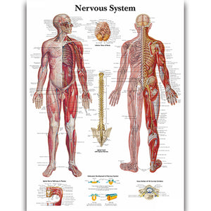 Poster "Sistemul nervos"