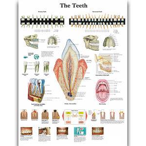 Poster "Dinţii"
