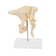 Load image into Gallery viewer, Model de oscioare auditive umane (aspect tip os), marit de 20 de ori
