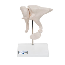 Load image into Gallery viewer, Model de oscioare auditive umane, marit de 20 de ori