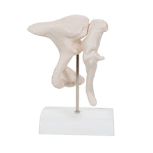 Load image into Gallery viewer, Model de oscioare auditive umane, marit de 20 de ori