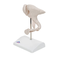 Load image into Gallery viewer, Model de oscioare auditive umane, marit de 20 de ori