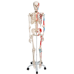 Model de schelet uman cu origini şi inserţii musculare pictate - 3B Smart Anatomy