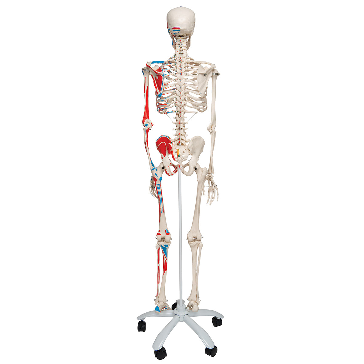 Schelet Loading Model de schelet uman cu origini şi inserţii musculare pictate - 3B Sm ...