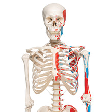 Load image into Gallery viewer, Model de schelet uman cu origini şi inserţii musculare pictate - 3B Smart Anatomy