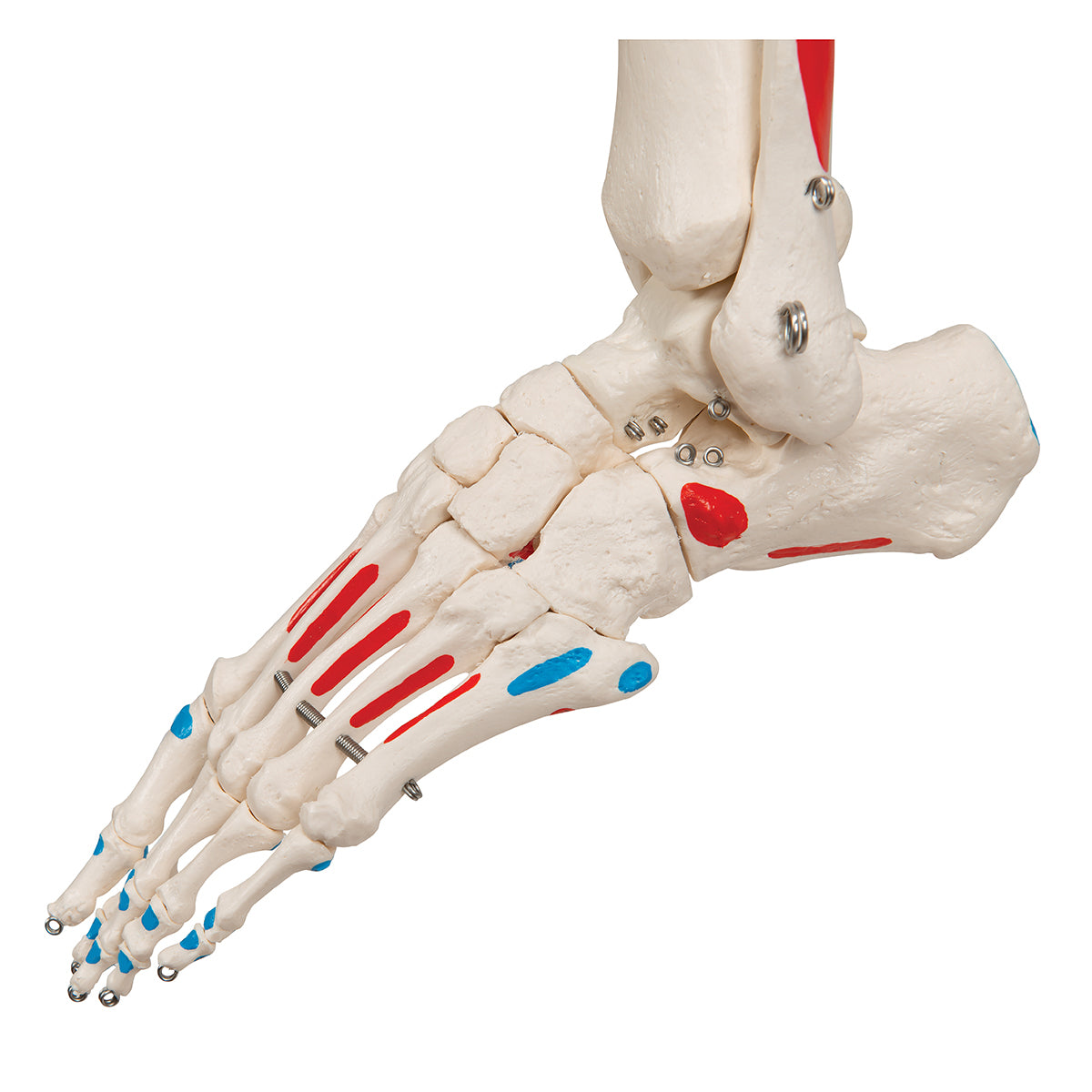 Schelet Loading Model de schelet uman cu origini şi inserţii musculare pictate - 3B Sm ...
