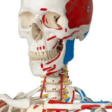 Load image into Gallery viewer, Model de schelet uman pe suport suspendat cu muşchi şi ligamente - 3B Smart Anatomy