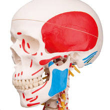 Load image into Gallery viewer, Model de schelet uman pe suport suspendat cu muşchi şi ligamente - 3B Smart Anatomy