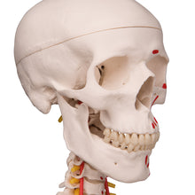 Load image into Gallery viewer, Model de schelet uman pe suport suspendat cu muşchi şi ligamente - 3B Smart Anatomy