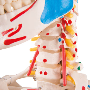 Model de schelet uman pe suport suspendat cu muşchi şi ligamente - 3B Smart Anatomy