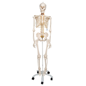 Model de schelet uman flexibil - 3B Smart Anatomy