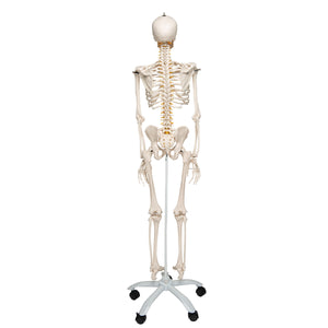 Model de schelet uman flexibil - 3B Smart Anatomy