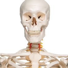 Load image into Gallery viewer, Model de schelet uman flexibil - 3B Smart Anatomy