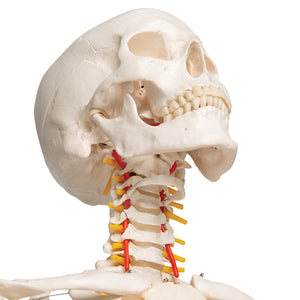 Model de schelet uman flexibil - 3B Smart Anatomy