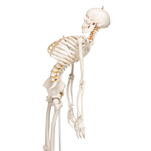 Model de schelet uman flexibil - 3B Smart Anatomy