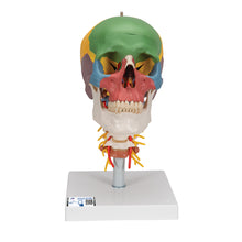 Load image into Gallery viewer, Model didactic de craniu uman pe coloana cervicală , 4 părţi - 3B Smart Anatomy