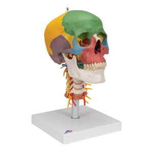 Model didactic de craniu uman pe coloana cervicală , 4 părţi - 3B Smart Anatomy