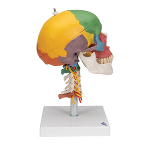 Model didactic de craniu uman pe coloana cervicală , 4 părţi - 3B Smart Anatomy