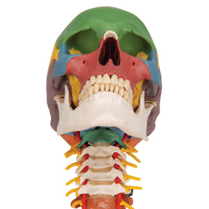 Model didactic de craniu uman pe coloana cervicală , 4 părţi - 3B Smart Anatomy