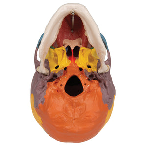 Model didactic de craniu uman pe coloana cervicală , 4 părţi - 3B Smart Anatomy