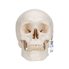 Load image into Gallery viewer, Model clasic de craniu uman cu creier, 8 părţi - 3B Smart Anatomy