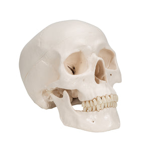 Model clasic de craniu uman cu creier, 8 părţi - 3B Smart Anatomy