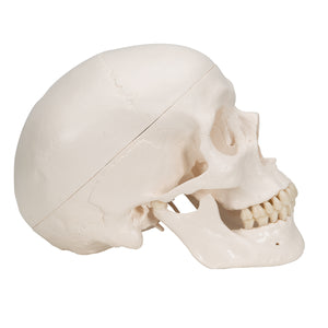 Model clasic de craniu uman cu creier, 8 părţi - 3B Smart Anatomy