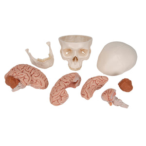 Model clasic de craniu uman cu creier, 8 părţi - 3B Smart Anatomy