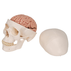 Model clasic de craniu uman cu creier, 8 părţi - 3B Smart Anatomy