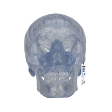 Load image into Gallery viewer, Model clasic transparent de craniu uman, 3 parti