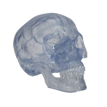 Load image into Gallery viewer, Model clasic transparent de craniu uman, 3 parti